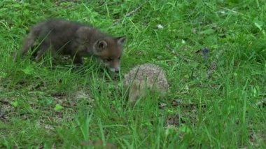 Kızıl Tilki, Vulpes vulpes, Yavru ve Avrupalı kirpi, erinaceus europaeus, yeşilliklerin arasında, Fransa 'da Normandiya, Gerçek Zamanda