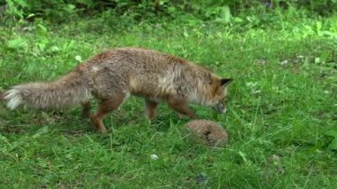 Kızıl Tilki, Vulpes vulpes, Yetişkin kadın ve Avrupalı Kirpi, erinaceus europaeus, ormanda yeşilliklerin arasında, Fransa 'da Normandiya, Gerçek Zamanda
