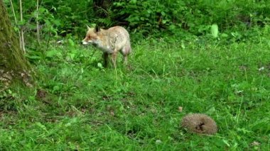 Kızıl Tilki, Vulpes vulpes, Yetişkin kadın ve Avrupalı Kirpi, erinaceus europaeus, ormanda yeşilliklerin arasında, Fransa 'da Normandiya, Gerçek Zamanda