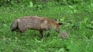 Kızıl Tilki, Vulpes vulpes, Yetişkin kadın ve Avrupalı Kirpi, erinaceus europaeus, ormanda yeşilliklerin arasında, Fransa 'da Normandiya, Gerçek Zamanda