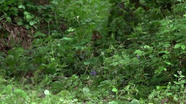 Kızıl Tilki, Vulpes vulpes, Yetişkin kadın ormanda yeşilliklerin arasında koşup zıplayan, Fransa 'da Normandiya, Yavaş Hareket