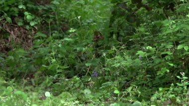 Kızıl Tilki, Vulpes vulpes, Yetişkin kadın ormanda yeşilliklerin arasında koşup zıplayan, Fransa 'da Normandiya, Yavaş Hareket