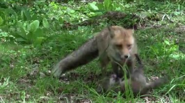 Kızıl Tilki, Vulpes vulpes, Anne ve Yavrusu ormanda yeşilliklerin arasında yürüyor, Fransa 'da Normandiya, Gerçek Zamanda