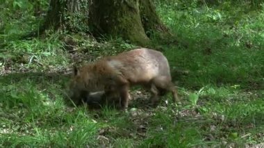 Kızıl Tilki, Vulpes vulpes, Anne ve Yavrusu ormanda yeşilliklerin arasında yürüyor, Fransa 'da Normandiya, Gerçek Zamanda
