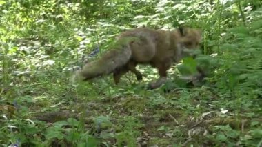 Kızıl Tilki, Vulpes vulpes, Anne ve Yavrusu ormanda yeşilliklerin arasında yürüyor, Fransa 'da Normandiya, Gerçek Zamanda