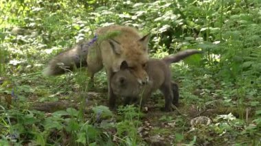 Kızıl Tilki, Vulpes vulpes, Anne ve Yavrusu ormanda yeşilliklerin arasında yürüyor, Fransa 'da Normandiya, Gerçek Zamanda