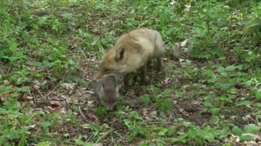 Kızıl Tilki, Vulpes vulpes, Anne ve Yavrusu ormanda yeşilliklerin arasında yürüyor, Fransa 'da Normandiya, Gerçek Zamanda