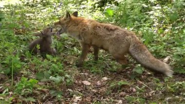 Kızıl Tilki, Vulpes vulpes, Anne ve Yavrusu ormanda yeşilliklerin arasında yürüyor, Fransa 'da Normandiya, Gerçek Zamanda
