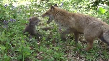 Kızıl Tilki, Vulpes vulpes, Anne ve Yavrusu ormanda yeşilliklerin arasında yürüyor, Fransa 'da Normandiya, Gerçek Zamanda