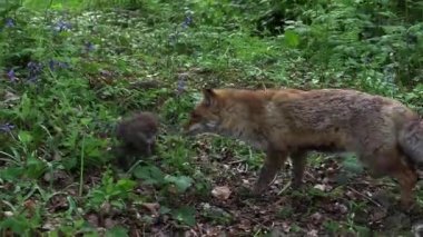 Kızıl Tilki, Vulpes vulpes, Anne ve Yavrusu ormanda yeşilliklerin arasında yürüyor, Fransa 'da Normandiya, Gerçek Zamanda