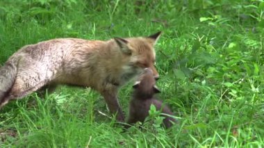 Kızıl Tilki, Vulpes vulpes, Anne ve Yavrusu ormanda yeşilliklerin arasında yürüyor, Fransa 'da Normandiya, Gerçek Zamanda