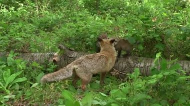 Kızıl Tilki, Vulpes vulpes, Anne ve Yavrusu ormanda yeşilliklerin arasında yürüyor, Fransa 'da Normandiya, Gerçek Zamanda