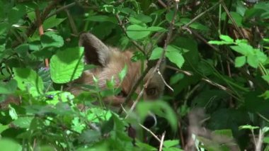 Kızıl Tilki, Vulpes vulpes ormandaki yetişkin kadın yeşilliklerin arasında Normandiya, gerçek zamanlı