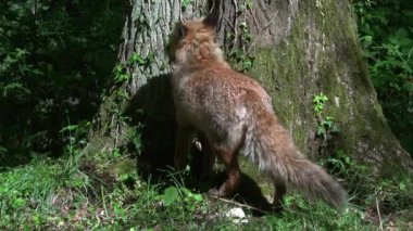 Kızıl Tilki, Vulpes vulpes, Yetişkin kadın yeşilliklerin arasında ormanda yürüyen, Fransa 'da Normandiya, Gerçek Zamanda