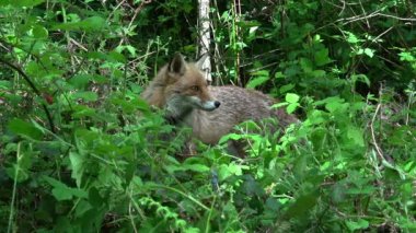 Kızıl Tilki, Vulpes vulpes, Yetişkin kadın yeşilliklerin arasında ormanda yürüyen, Fransa 'da Normandiya, Gerçek Zamanda