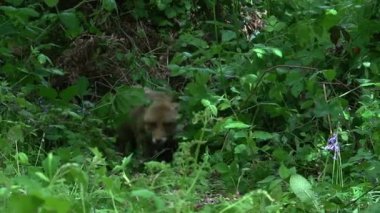 Kızıl Tilki, Vulpes vulpes, Anne ve Yavrusu ormanda yeşilliklerin arasında yürüyor, Fransa 'da Normandiya, Gerçek Zamanda