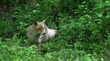Kızıl Tilki, Vulpes vulpes, Yetişkin kadın yeşilliklerin arasında ormanda yürüyen, Fransa 'da Normandiya, Gerçek Zamanda