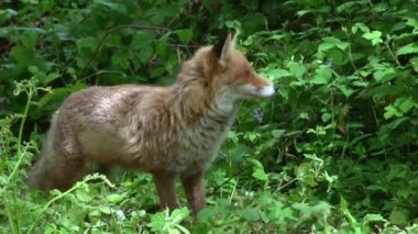 Kızıl Tilki, Vulpes vulpes, Yetişkin kadın yeşilliklerin arasında ormanda yürüyen, Fransa 'da Normandiya, Gerçek Zamanda