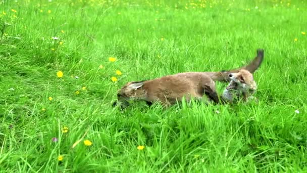 Red Fox Vulpes Vulpes Cub Playing Grass Normandie France Real — Video Stock