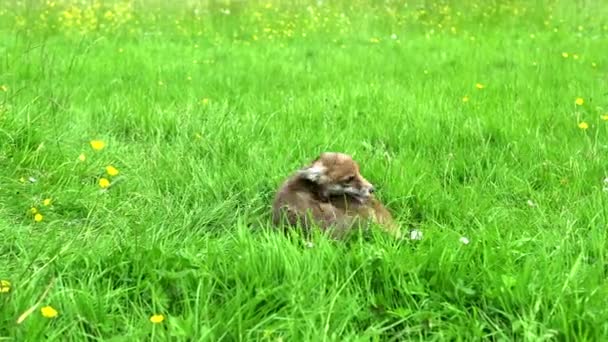Red Fox Vulpes Vulpes Cub Playing Grass Normandia Francji Real — Wideo stockowe