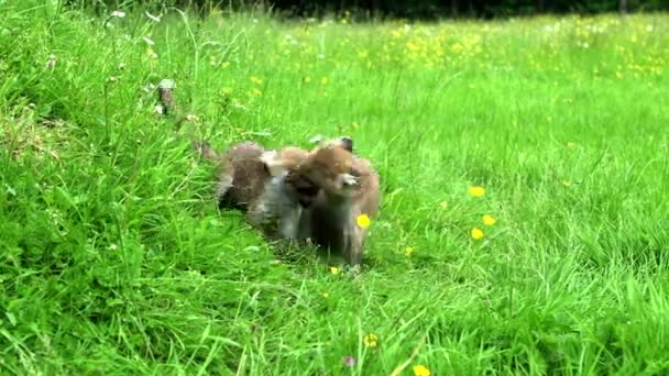 Red Fox Vulpes Vulpes Cub Playing Grass Νορμανδία Στη Γαλλία — Αρχείο Βίντεο
