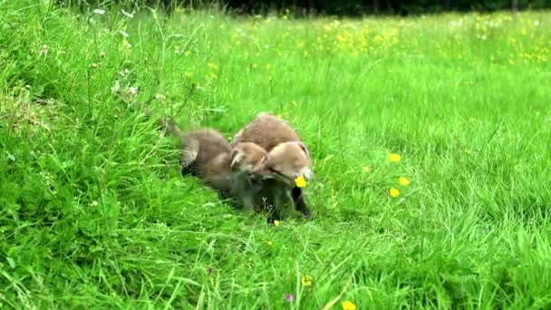 Red Fox Vulpes Vulpes Cub Playing Grass Normandy France Real — Stock Video