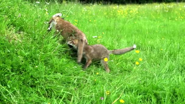 Red Fox Vulpes Vulpes Cub Грати Grass Normandy Франції Real — стокове відео