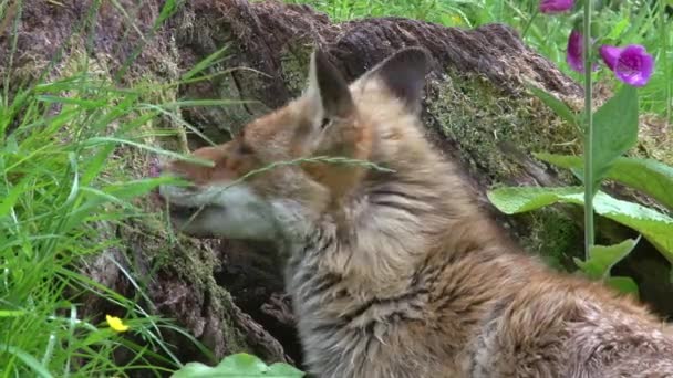 Red Fox Vulpes Vulpes Portrét Dospělé Ženy Lese Mezi Listy — Stock video