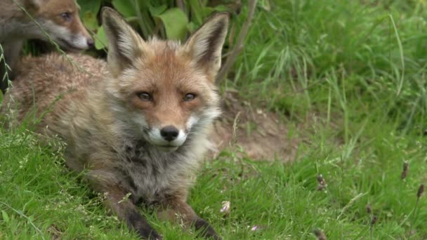 Red Fox Vulpes Vulpes Portrét Dospělé Ženy Lese Mezi Listy — Stock video