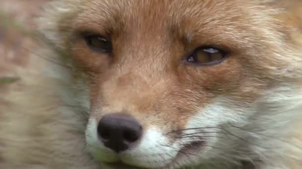 Red Fox Sępy Sępy Portret Dorosłej Samicy Lesie Wśród Liści — Wideo stockowe