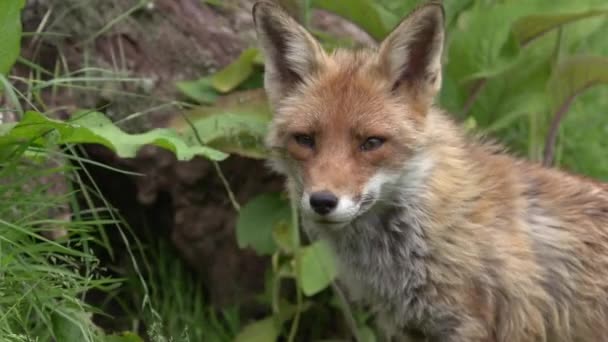 Red Fox Vulpes Vulpes Portrait Adult Female Forest Foliage Normandia — Stok Video