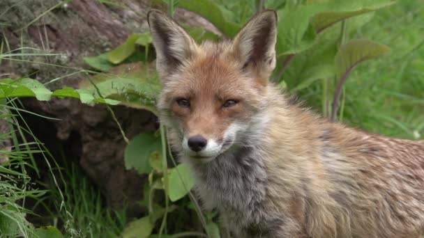 Red Fox Vulpes Vulpes Portrait Adult Female Forest Foliage Normandy — Stock Video