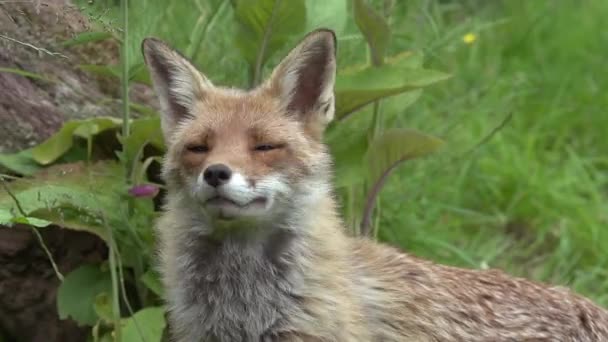 Vulpe Roșii Vulpe Vulpe Portretul Unei Femei Adulte Pădure Printre — Videoclip de stoc