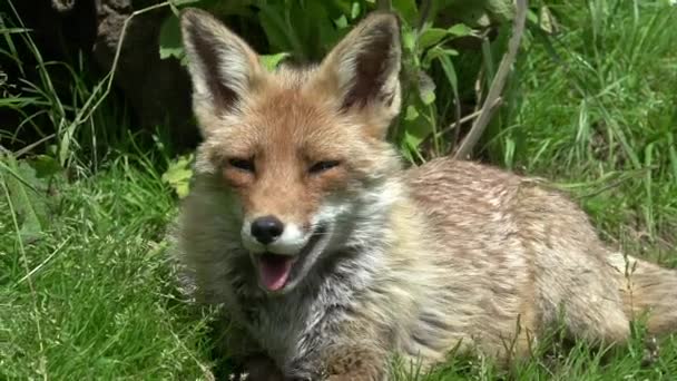 Red Fox Vulpes Vulpes Портрет Взрослой Женщины Лесу Среди Листвы — стоковое видео