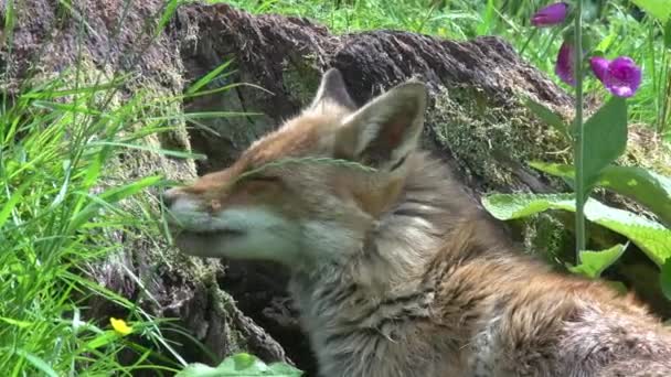 Red Fox Vulpes Vulpes Portrait Adult Female Forest Foliage Normandia — Stok Video