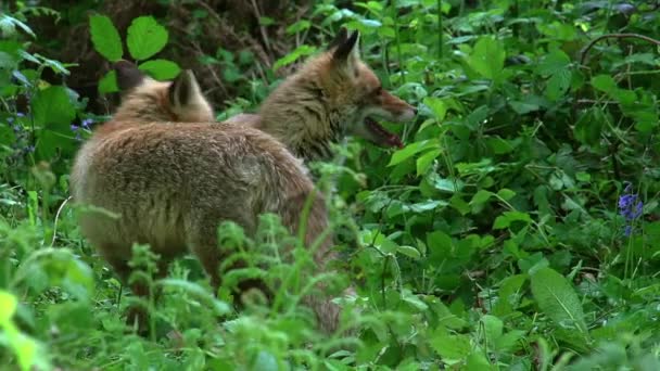 Red Fox Vulpes Vulpes Coppia Adulti Che Camminano Nella Foresta — Video Stock