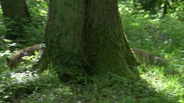 Zorro Rojo Vulpes Vulpes Pareja Adultos Caminando Bosque Entre Follaje — Vídeos de Stock