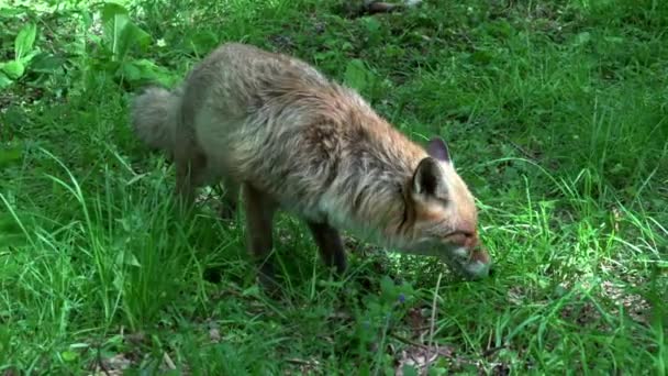 Red Fox Vulpes Vulpes Dospělá Fena Procházející Lesem Mezi Listy — Stock video