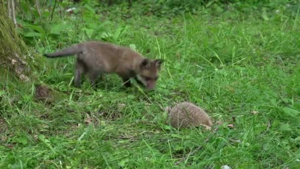 Red Fox Vulpes Vulpes Cub European Hedgehog Erinaceus Europaeus Het — Stockvideo