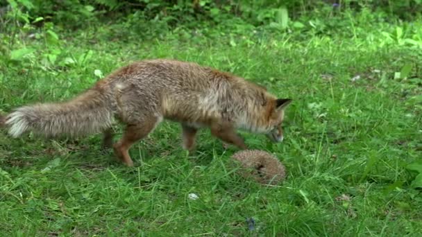 红狐狸 成年雌雄和欧洲刺猬 欧洲鳗鱼 在树叶间的森林里 诺曼底在法国 — 图库视频影像