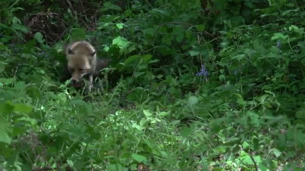 Kızıl Tilki Vulpes Vulpes Anne Yavrusu Ormanda Yeşilliklerin Arasında Yürüyor — Stok video