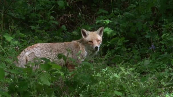 Raposa Vermelha Vulpes Vulpes Fêmea Adulta Caminhando Floresta Entre Folhagem — Vídeo de Stock