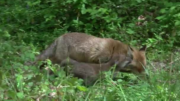 Zorro Rojo Vulpes Vulpes Madre Cachorro Caminando Por Bosque Entre — Vídeo de stock