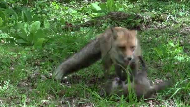 Raposa Vermelha Vulpes Vulpes Mãe Filhote Caminhando Floresta Entre Folhagem — Vídeo de Stock
