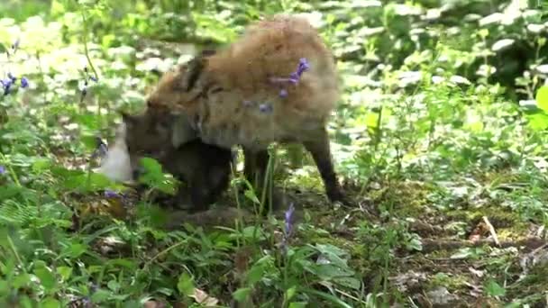 Volpe Rossa Avvoltoi Madre Cucciolo Passeggiando Nella Foresta Tra Fogliame — Video Stock