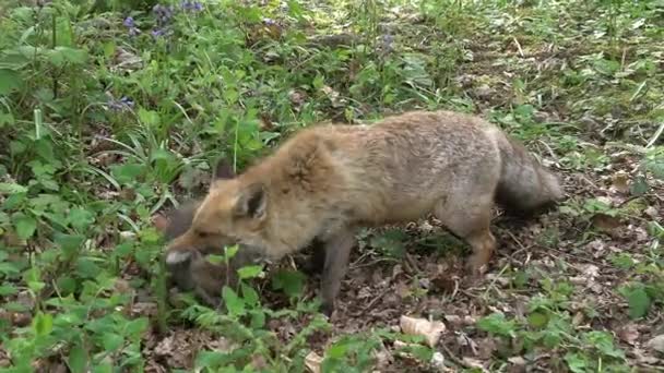 Red Fox Vulpes Vulpes Matka Kuba Procházky Lese Mezi Listím — Stock video