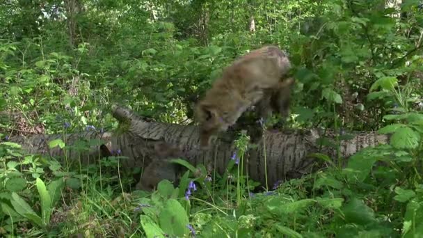 Volpe Rossa Avvoltoi Madre Cucciolo Passeggiando Nella Foresta Tra Fogliame — Video Stock