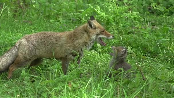Red Fox Vulpes Vulpes Matka Kuba Procházky Lese Mezi Listím — Stock video