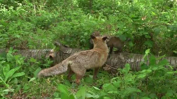 Red Fox Vulpes Vulpes Ibu Dan Cub Berjalan Hutan Antara — Stok Video