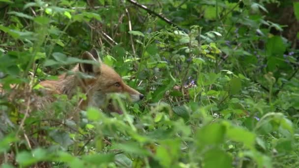 Red Fox Sępy Sępy Dorosła Samica Lesie Wśród Liści Normandia — Wideo stockowe